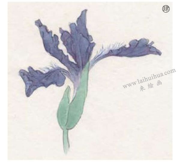 工筆百花之鳶尾工筆畫(huà)法步驟04