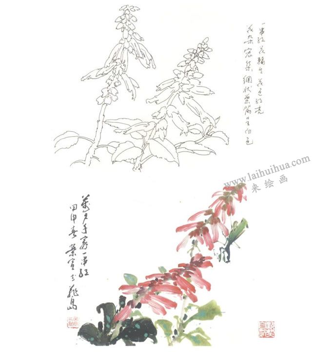 一串紅（墻下紅、西洋紅、草象紅）寫意畫法圖示