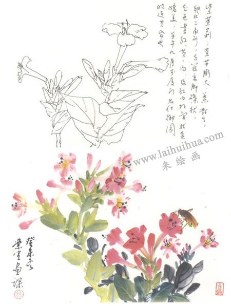 紫茉莉?qū)懸猱?huà)法