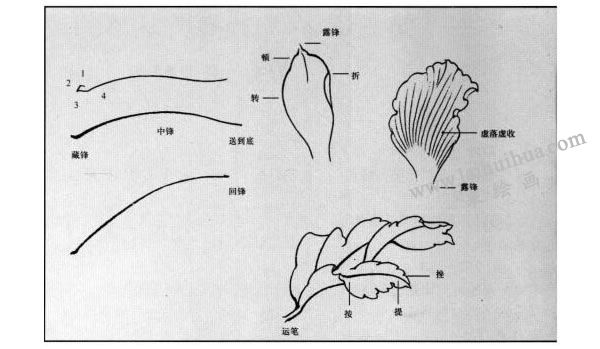 白描花卉運(yùn)筆方法