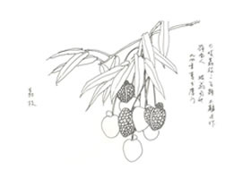 荔枝寫(xiě)意畫(huà)法（二）