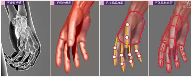 手肌肉示意圖,手火柴動(dòng)態(tài)圖，手體塊動(dòng)態(tài)圖