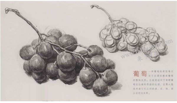葡萄素描畫法圖示