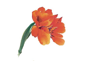 美人蕉寫(xiě)意畫(huà)法（二）