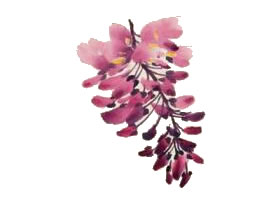 紫藤花的寫(xiě)意畫(huà)法