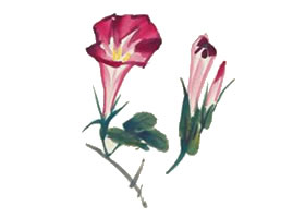 牽牛花的寫(xiě)意畫(huà)法（三）