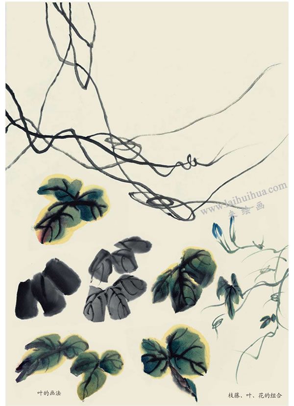牽牛花葉的畫(huà)法