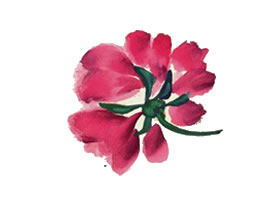 芍藥寫(xiě)意畫(huà)法（二）