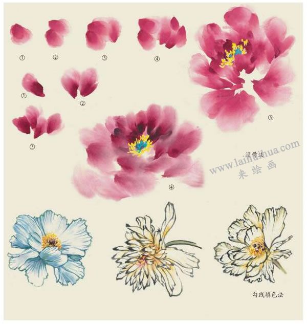 芍藥花的畫法