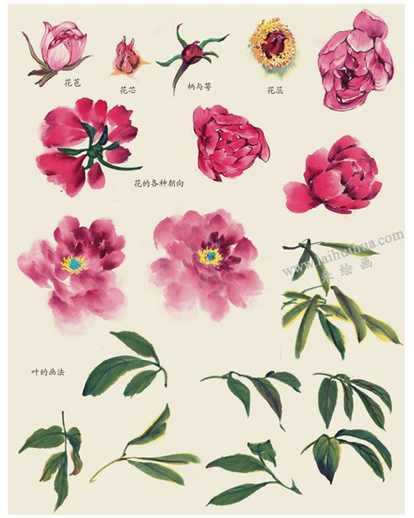 芍藥葉子的畫法