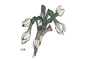 水仙寫(xiě)意畫(huà)法