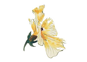 秋葵寫(xiě)意畫(huà)法（二）