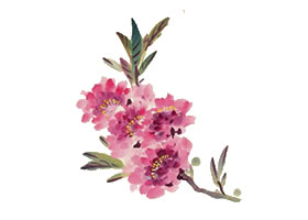 桃花的寫(xiě)意畫(huà)法（二）