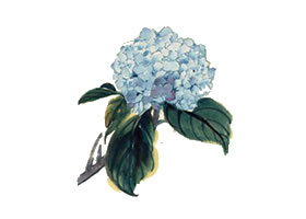 繡球花寫(xiě)意畫(huà)法（二）