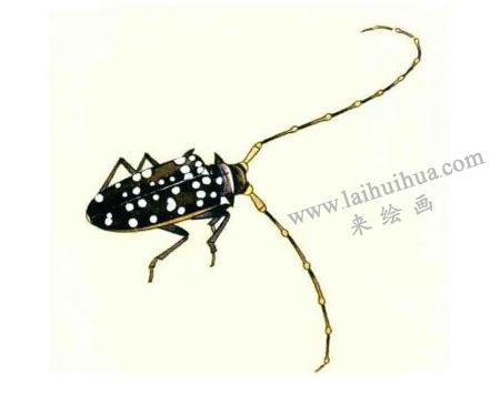 天牛的工筆畫(huà)法步驟圖示04