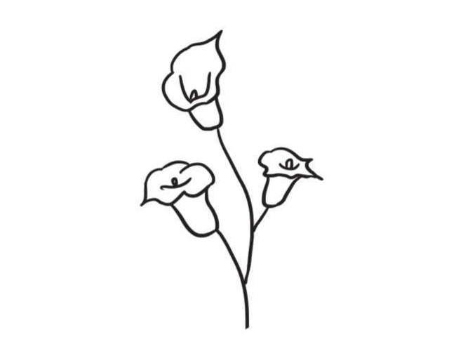 馬蹄蓮簡筆畫創(chuàng)作步驟圖示04
