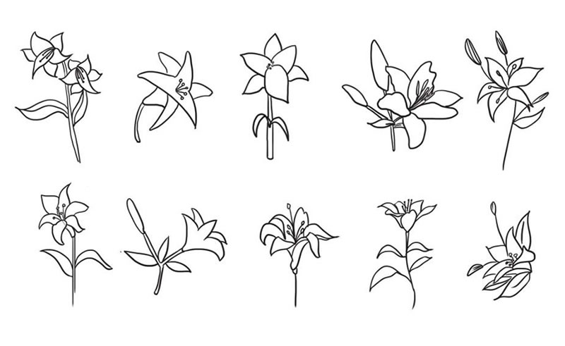 百合花簡(jiǎn)筆畫集合