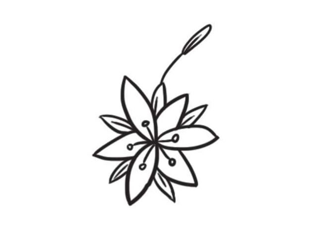 百合花簡(jiǎn)筆畫創(chuàng)作步驟圖示05