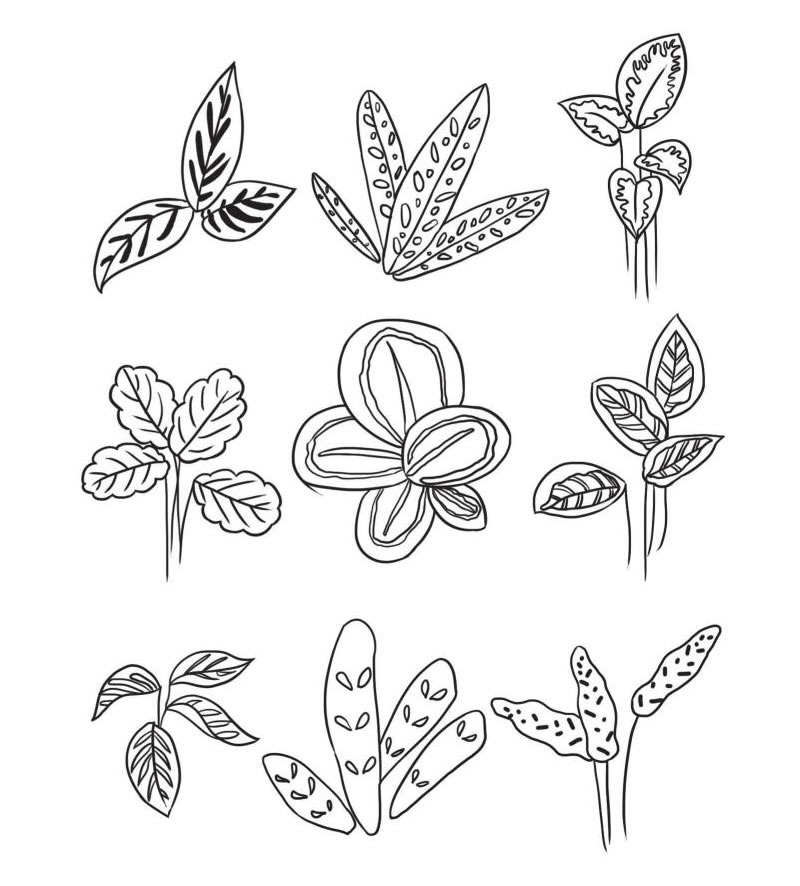 竹芋簡筆畫集合