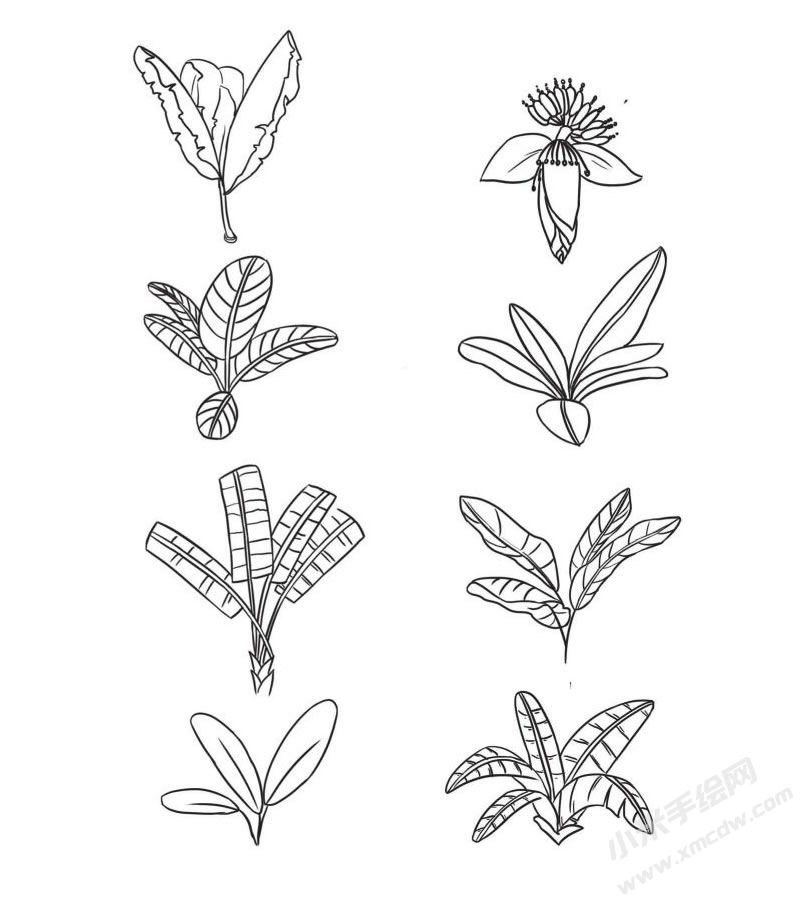 芭蕉樹簡筆畫圖片