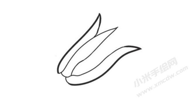 玉米簡筆畫創(chuàng)作步驟圖示02