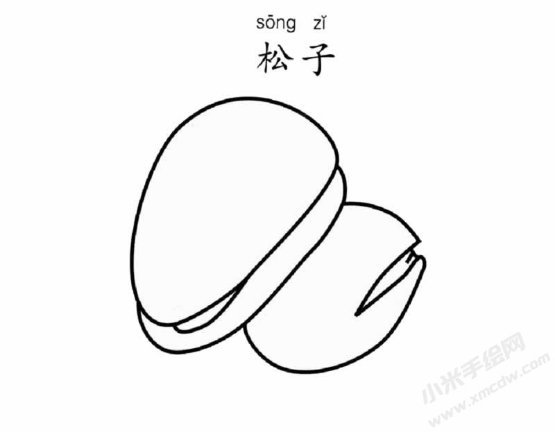 松子簡筆畫圖片