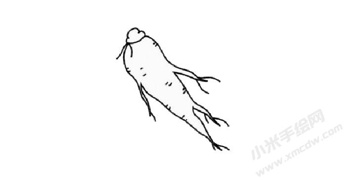人參簡(jiǎn)筆畫創(chuàng)作步驟03.jpg