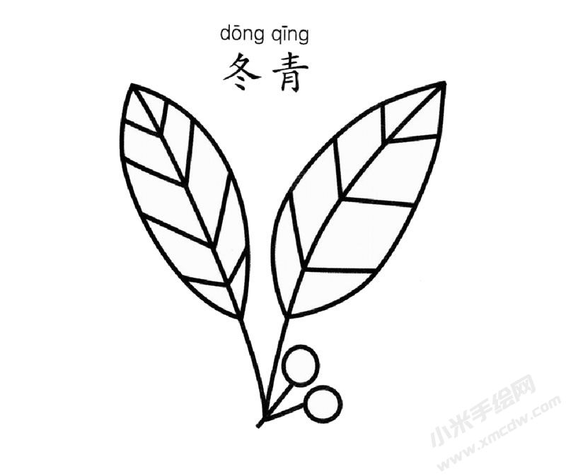 冬青簡(jiǎn)筆畫(huà)圖片