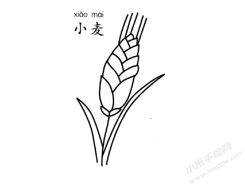 小麥簡(jiǎn)筆畫圖片