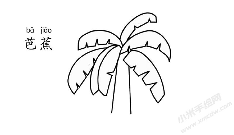 芭蕉樹兒童簡筆畫圖片