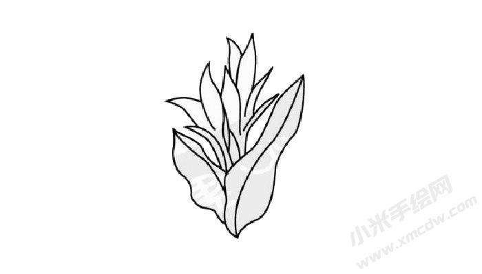 美人蕉簡筆畫創(chuàng)作步驟03.jpg