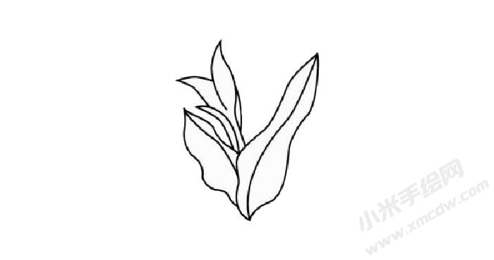 美人蕉簡筆畫創(chuàng)作步驟02.jpg