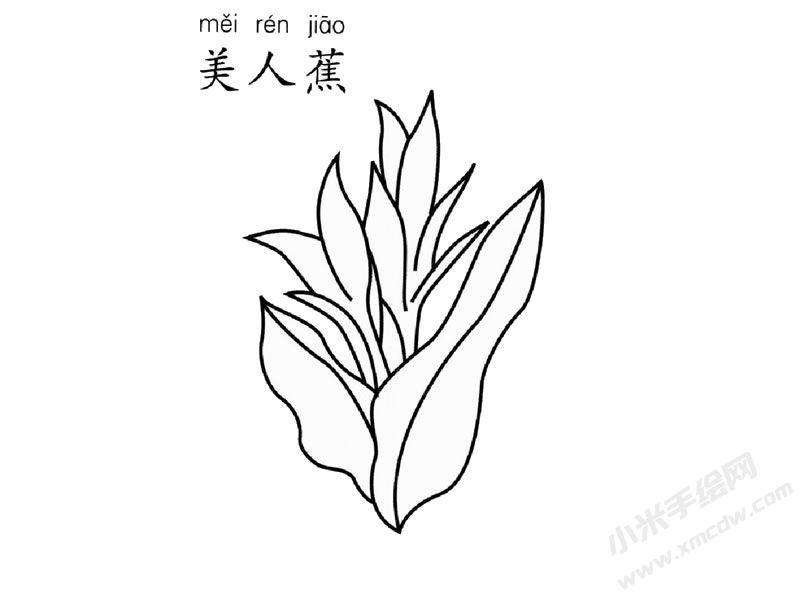 美人蕉簡筆畫圖片