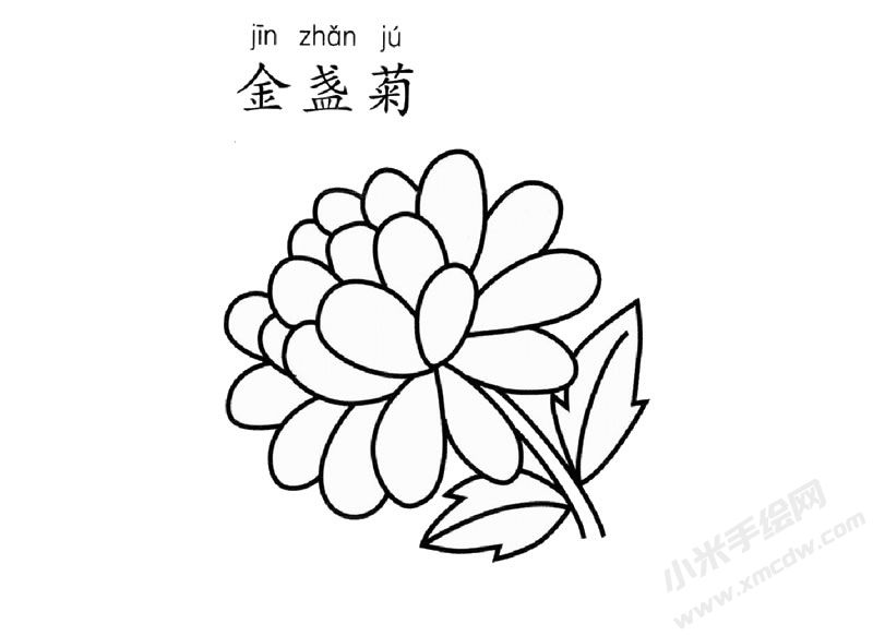 金盞菊簡筆畫圖片