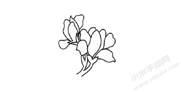 蘭花簡筆畫創(chuàng)作步驟03.jpg