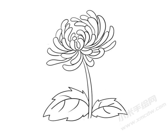 簡筆畫菊花畫法步驟09.jpg