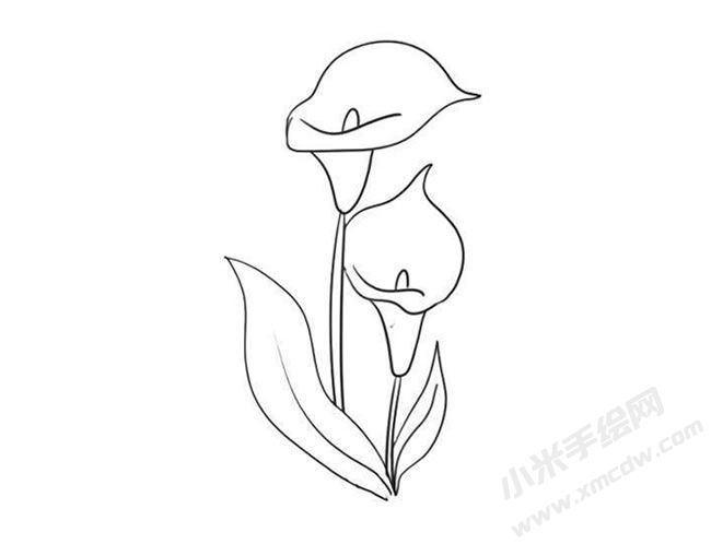 馬蹄蓮簡筆畫法步驟09.jpg