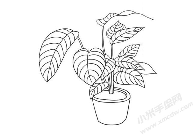 竹芋簡(jiǎn)筆畫(huà)法步驟09.jpg