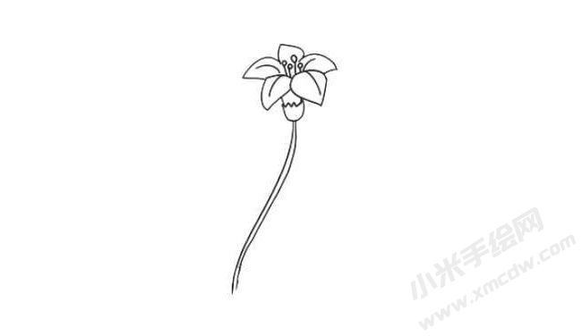 水仙花簡筆畫法步驟02.jpg