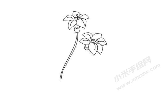 水仙花簡筆畫法步驟04.jpg