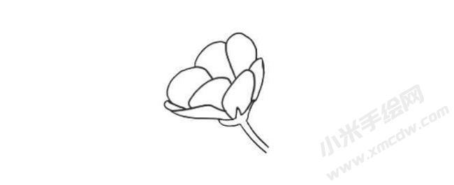 銀蓮花簡(jiǎn)筆畫法步驟02.jpg