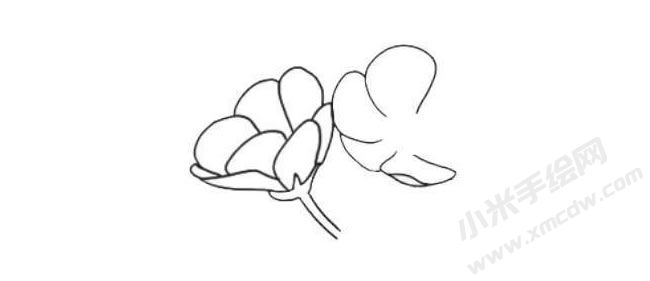 銀蓮花簡(jiǎn)筆畫法步驟03.jpg