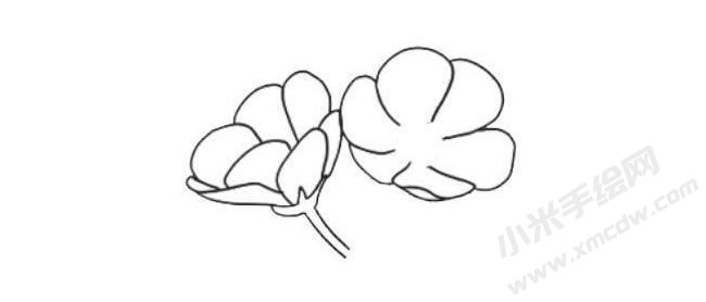 銀蓮花簡(jiǎn)筆畫法步驟04.jpg