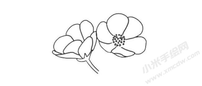銀蓮花簡(jiǎn)筆畫法步驟05.jpg