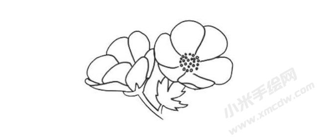 銀蓮花簡(jiǎn)筆畫法步驟06.jpg
