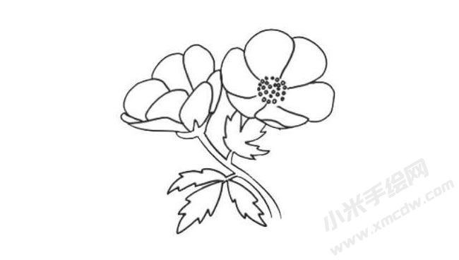銀蓮花簡(jiǎn)筆畫法步驟07.jpg