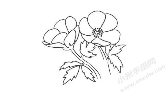 銀蓮花簡(jiǎn)筆畫法步驟08.jpg