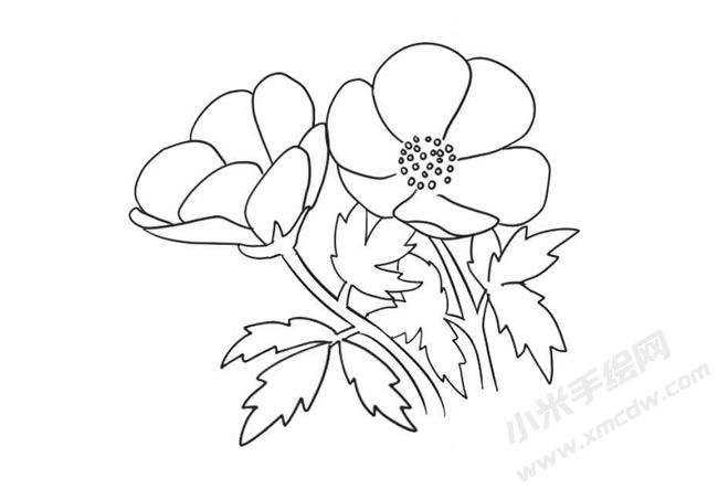 銀蓮花簡(jiǎn)筆畫法步驟09.jpg