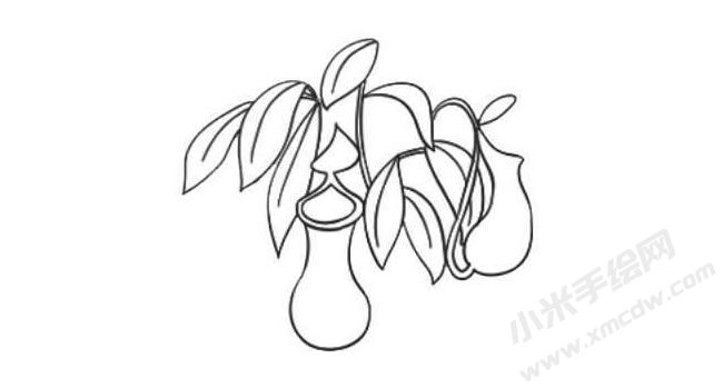 豬籠草簡(jiǎn)筆畫(huà)法步驟08.jpg