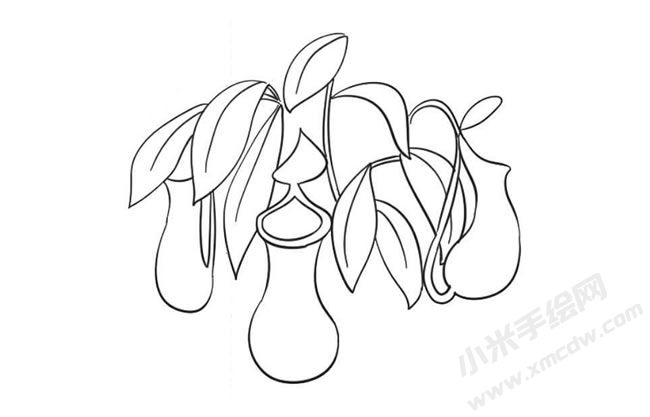 豬籠草簡(jiǎn)筆畫(huà)法步驟09.jpg
